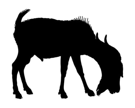 The black silhouette of a billy goat