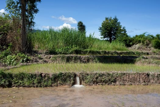 Rice field in Laos,Asia