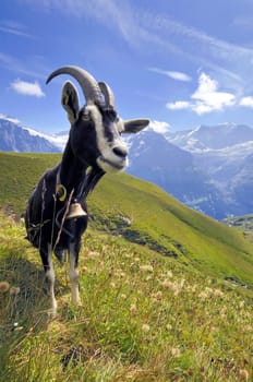 Mountain Goat