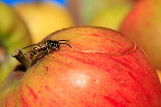 Wasp on fallen fruit apples