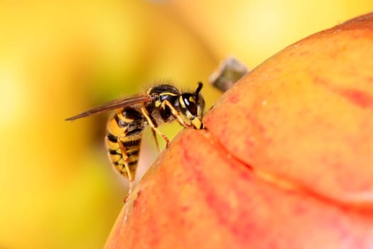 Wasp on fallen fruit apples