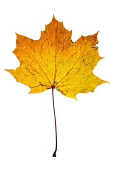 autumn maple leaf