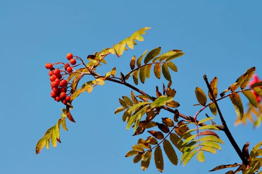 rowan