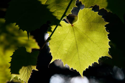 grapevine in the back lighting