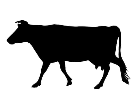 Cow on white background