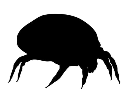 Dust mite