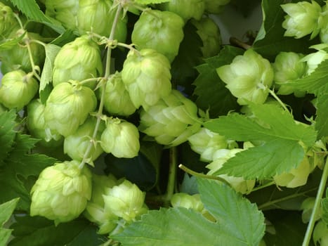 Hops (Humulus Lupulus)