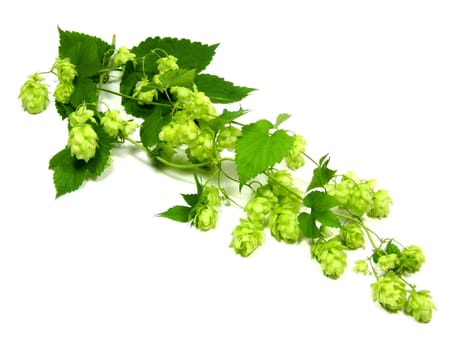 Hops (Humulus Lupulus)