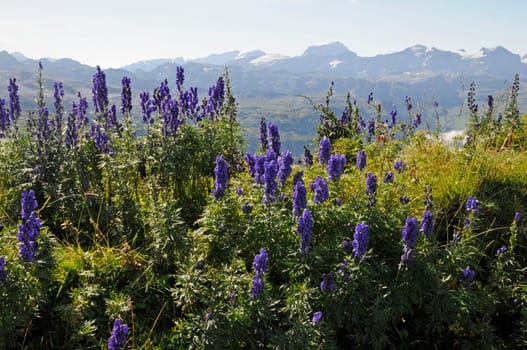 Monkshood on the Druesberg