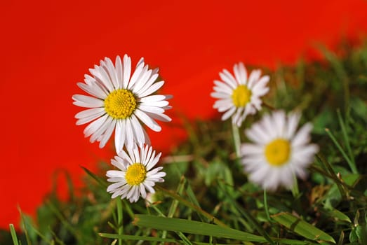 Daisy