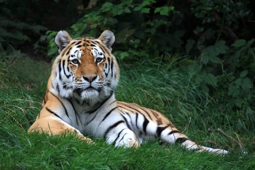 Siberian tiger