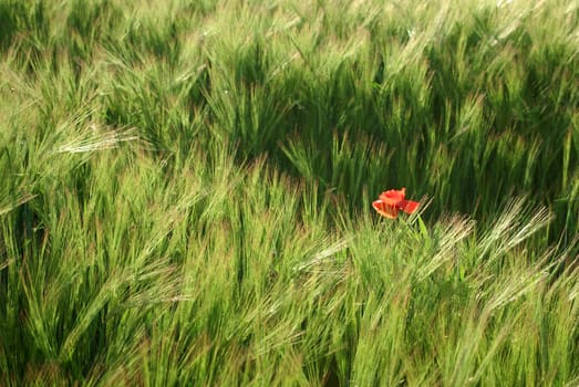 Poppy in the barley field