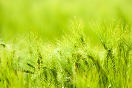 green tree