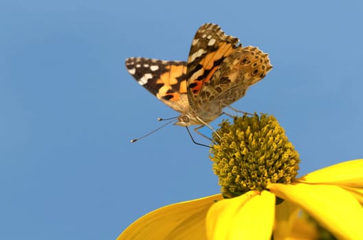 Painted Lady,Vanessa cardui