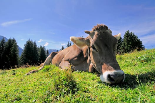 Alpine Cow