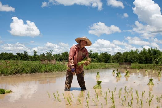 Asian woman at rice field,Thailand