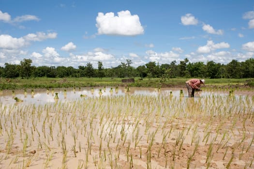 Asian woman at rice field,Thailand
