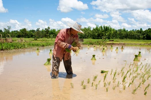 Asian woman at rice field,Thailand