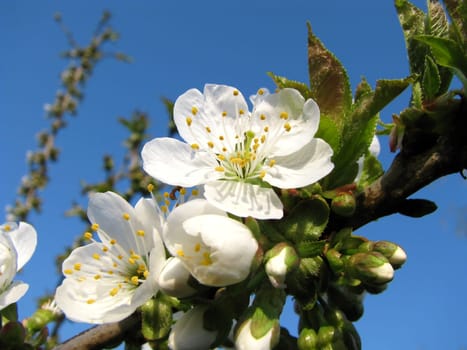 Cherry blossom