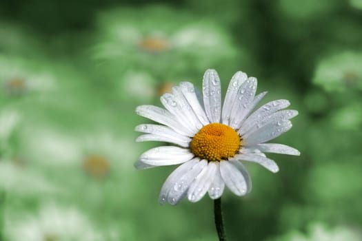 Marguerite with dewdrops