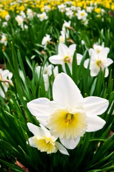 Daffodils