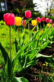 Tulips in spring garden