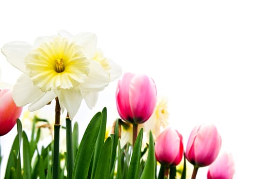 Tulips and daffodils on white background