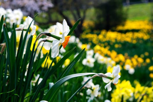 Blooming daffodils in spring park
