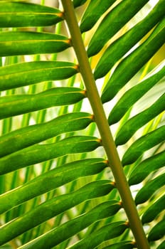 Tropical leaf