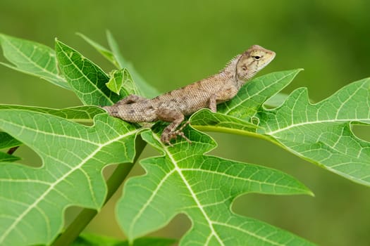 Lizard in nature