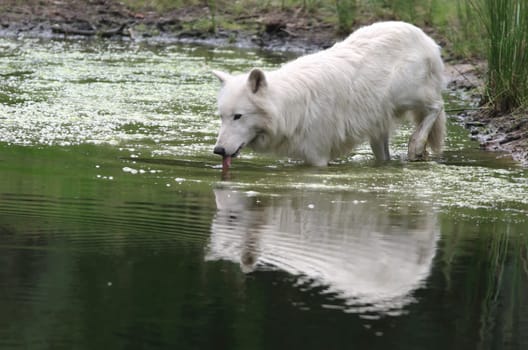 Arctic Wolf,Canis lupus,Canis lupus arctos
