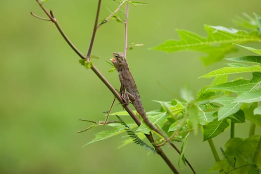 Lizard in nature