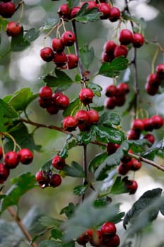 Invasive hawthorn,Crataegus monogyna - Homeopathy