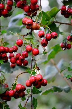 Invasive hawthorn,Crataegus monogyna - Homeopathy