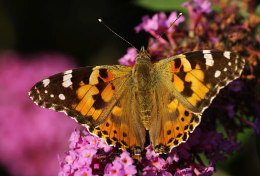 Thistle Butterfly,Vanessa Cardui,Buddleja,Buddleja Davidii