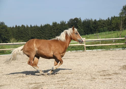 Gallop