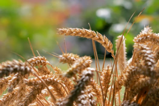 Wheat Closeup Decoration Thanksgiving