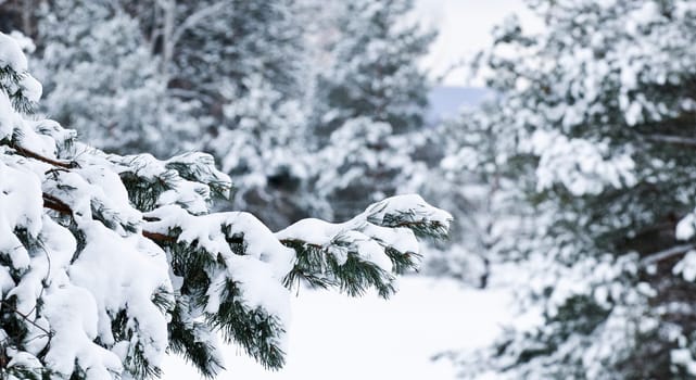 Winter landscape