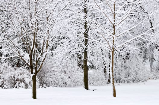 Winter park landscape