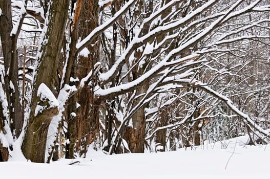 Winter landscape