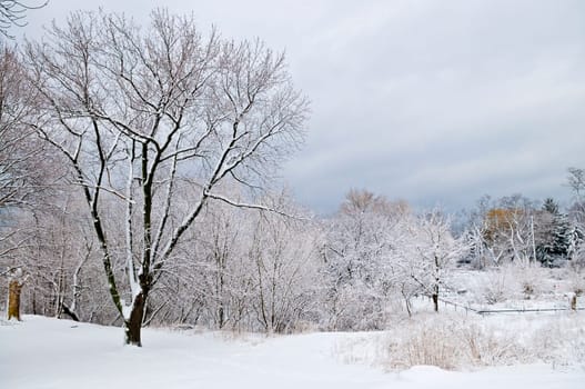 Winter landscape