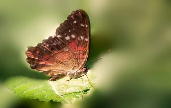Red Anartia Anartia amathea
