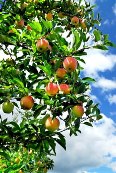 Apples