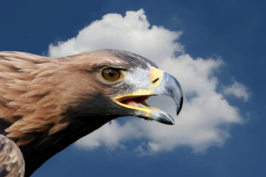 Golden eagle