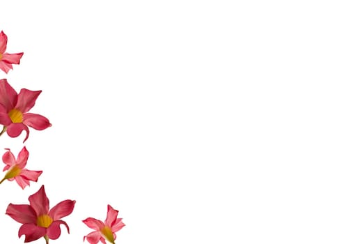 mothers day pink flower frame