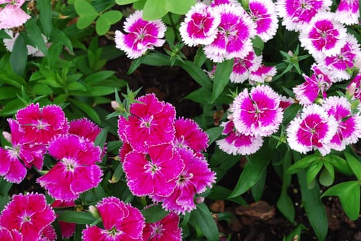 Purple and white dianthus