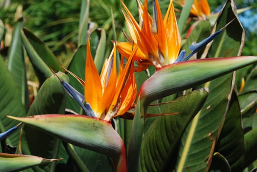 Strelitzias, bird of paradise flower