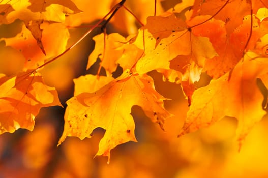 Fall maple leaves