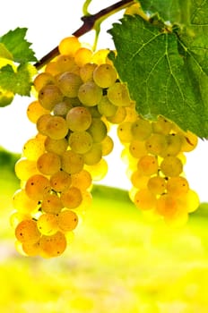 Yellow grapes