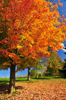 Autumn maple tree